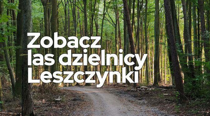 GDYNIA LAS, DZIELNICA LESZCZYNKI – Mój spacer po lesie Leszczynek / Fot: Michał Gdyński.